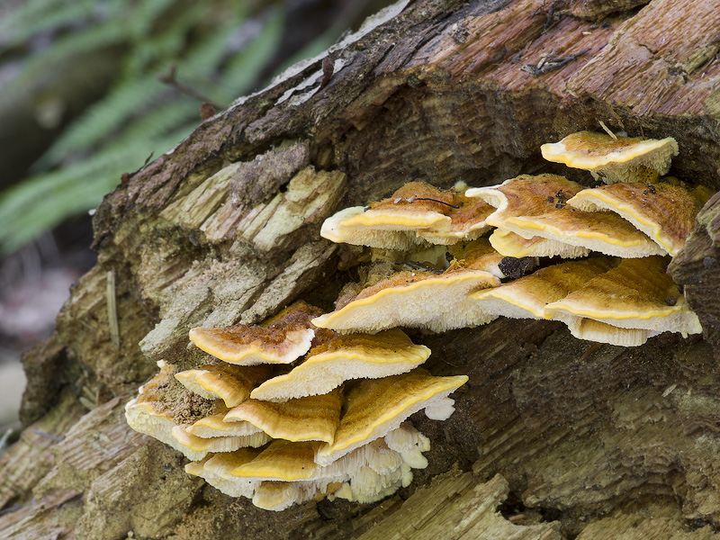 Pycnoporellus fulgens